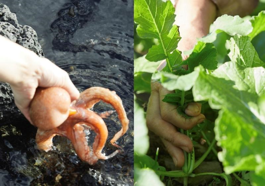 On the left is someone catching an octopus by hand to use in food while on the right is a farmer harvesting crops at a garden.