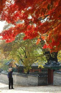 Ginko tree of Changdeokgung Palace.