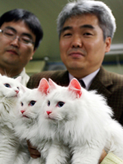 Korean scientist Kong Il-keun, known as an animal cloning expert, holds his cloned cats possessing red fluorescence protein.