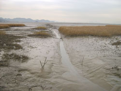Wetland in Suncheon Bay (Photo: Yonhap news)