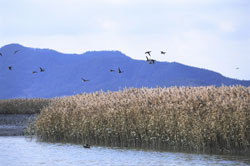 Migratory birds in Suncheon Bay (Photo: Yonhap news)