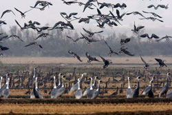 Cheorwon demilitarized zone (Photo: Yonhap)