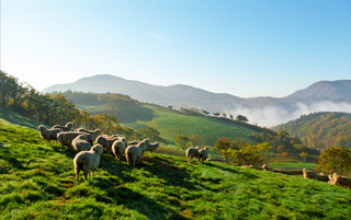 A picture of the Daegwallyeong Sheep Farm taken during the summer
