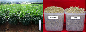 Sinhwa Soybean (left-end) proved to be far more nutritious then average soybeans.