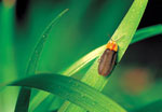 Firefly