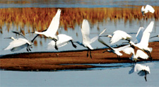 Seosan City is located a little southwest from Seoul and East Asia's best birding areas, Cheonsu Bay and the Seosan reclamation lakes and rice-fields.