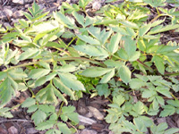 Anelicae Koreanae Radix