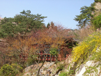 Spring at Samcheonggak is an artist's palette