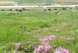 Dolmen sites in Gochang, Jeollabuk-do