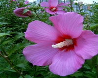 what you didn t know about korea s national flower korea net the