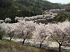 Cheongpungho Cherry Blossoms Festival