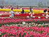 Shinan Tulip Festival