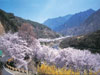 Hwagae Cherry Blossoms Festival
