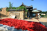 Drying red hot pepper