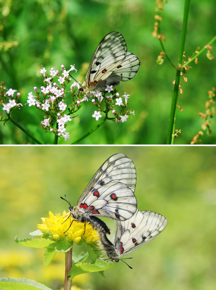 Endangered butterflies released into the wild in Wonju