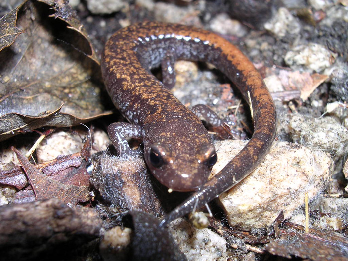 The Korean crevice salamander is native to and an endemic species of Korea (photo courtesy of the ME).