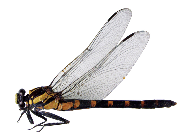 131128_korea_dragonfly.jpg