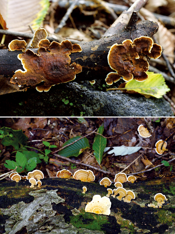 131128_korea_mushroom.jpg