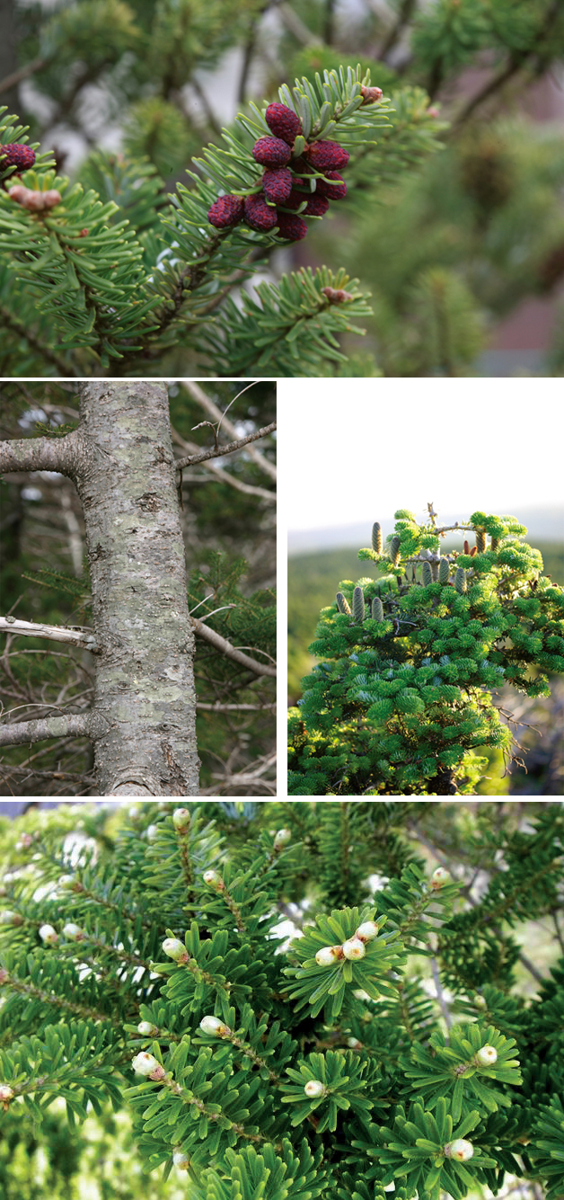 131128_korea_trees.jpg