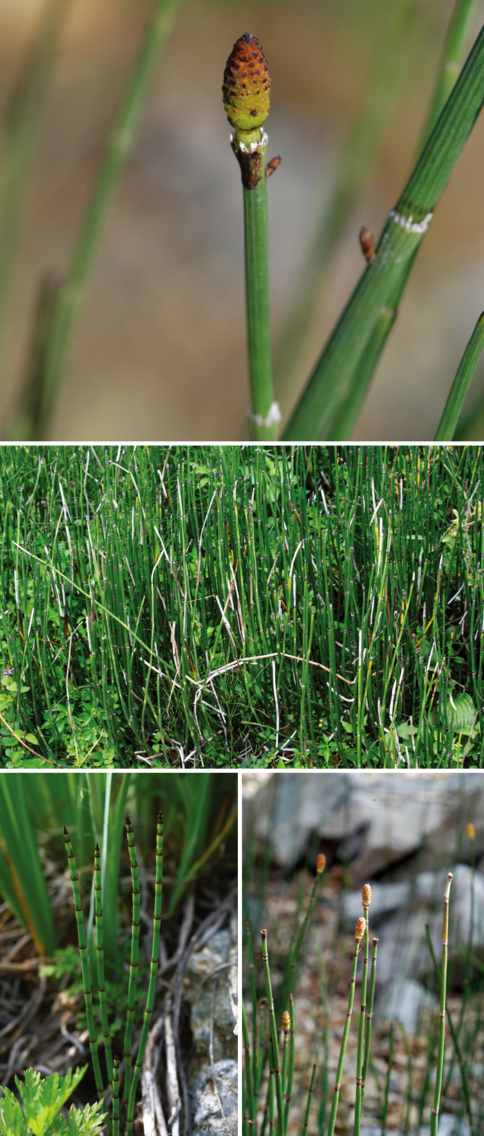 131206_Korea_herbs.jpg