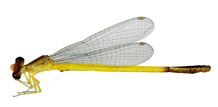 131206_Korea_insect.jpg