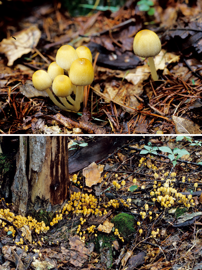 131206_Korea_mushrooms.jpg