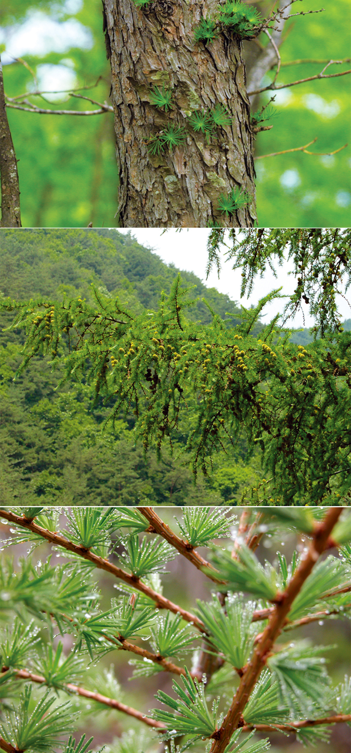 131206_Korea_trees.jpg