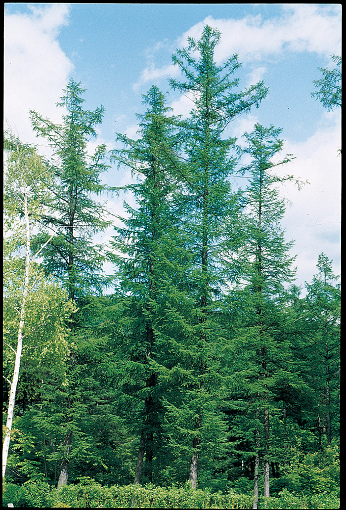 131206_Korea_trees0.jpg