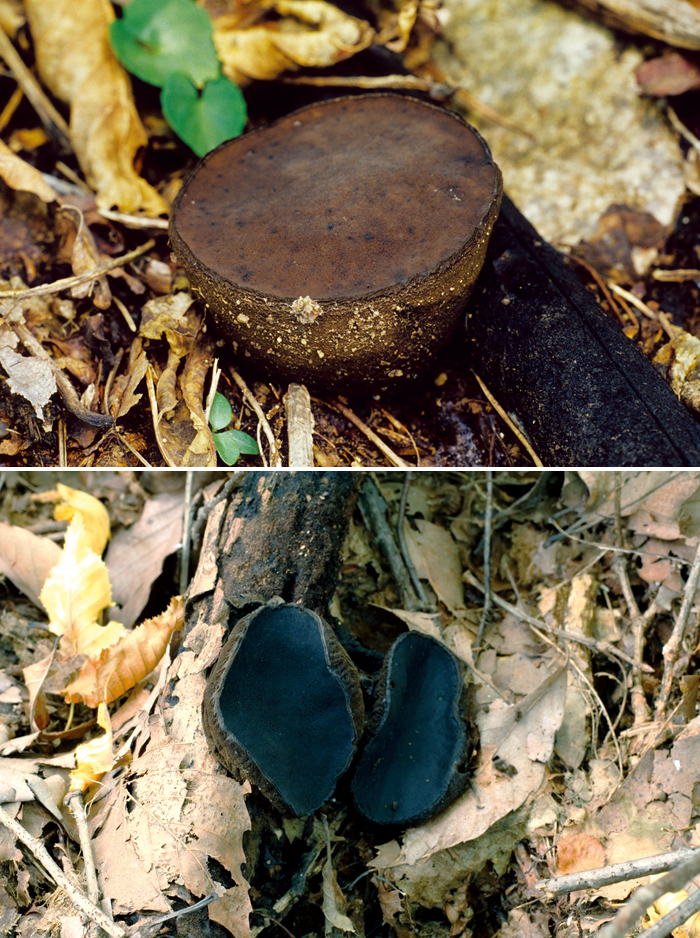 131212_korea_mushroom.jpg