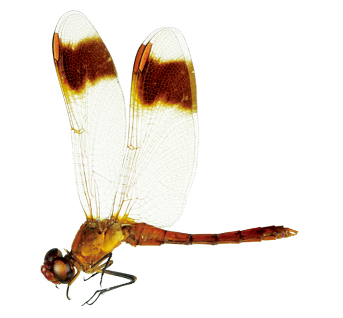 131226_korea_insect.jpg