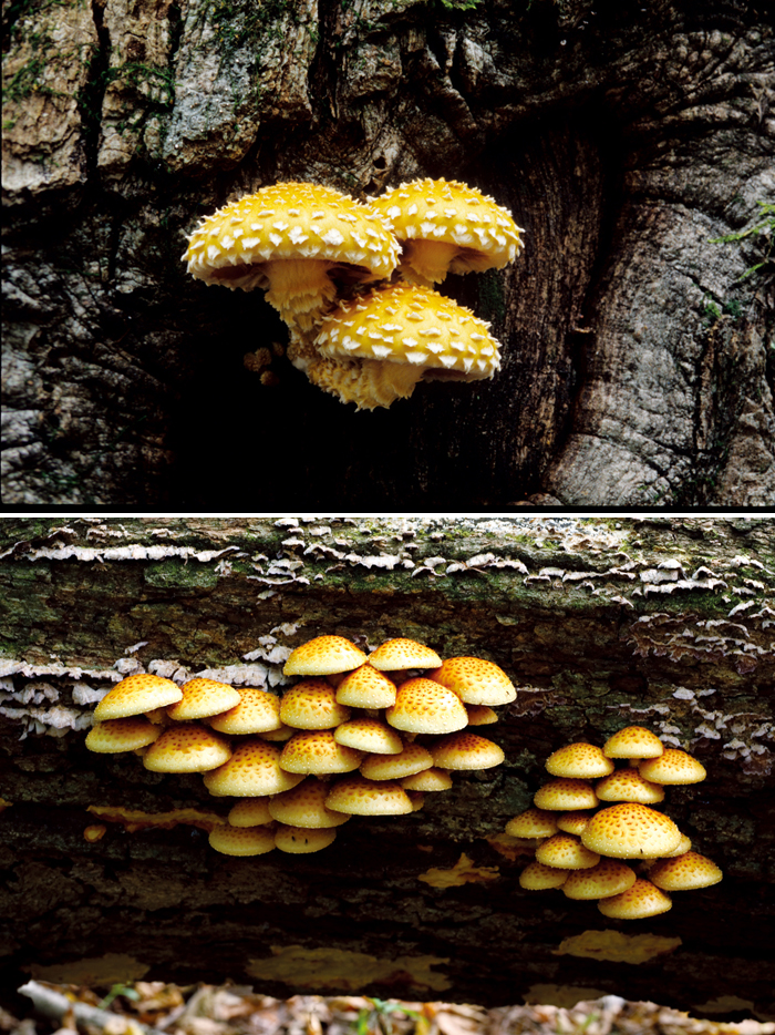 131226_korea_mushroom.jpg