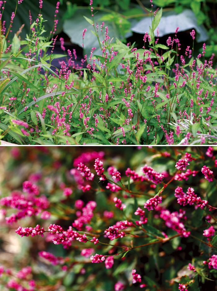 140203_korean_nature3.jpg