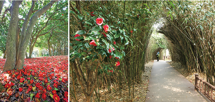 Odongdo Island is famous for its camellias and wild life.
