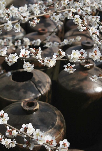 A series of traditional urns are stored underneath the cherry blossoms. 