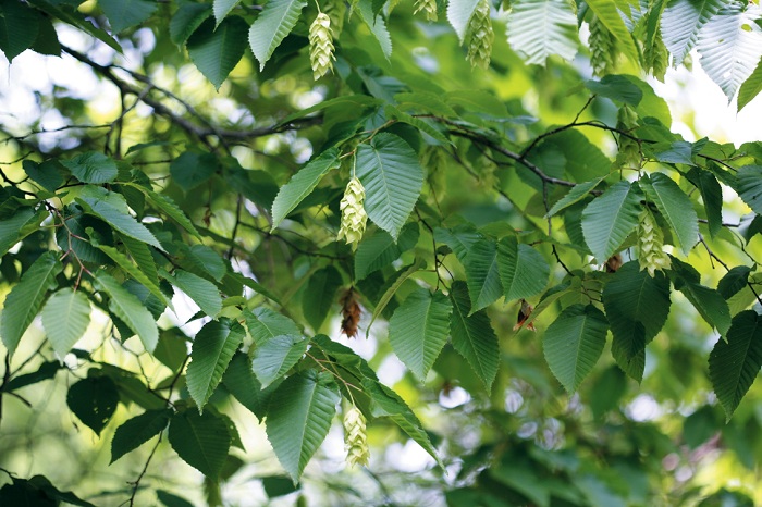 140605_korea_nature_2.jpg