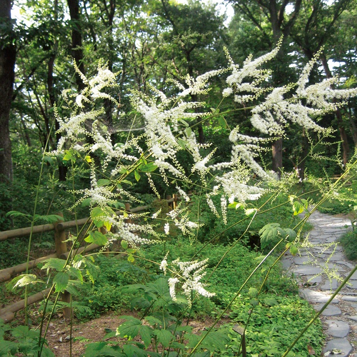 140605_korea_nature_4.jpg