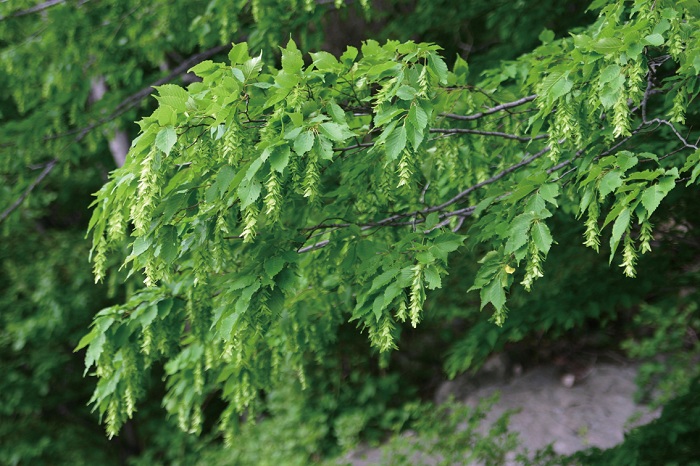 140612_korea_nature_2.jpg