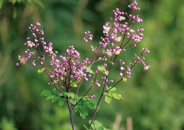 140716_korea_nature_444.jpg