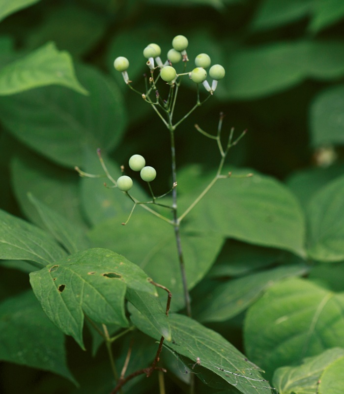 140724_korea_nature_444.jpg