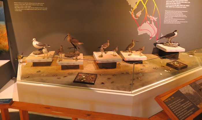 The exhibition 'Migrant in the sky' offers visitors a chance to learn about various species of birds that fly to Korea as well as their ecology. (photos courtesy of NIBR)