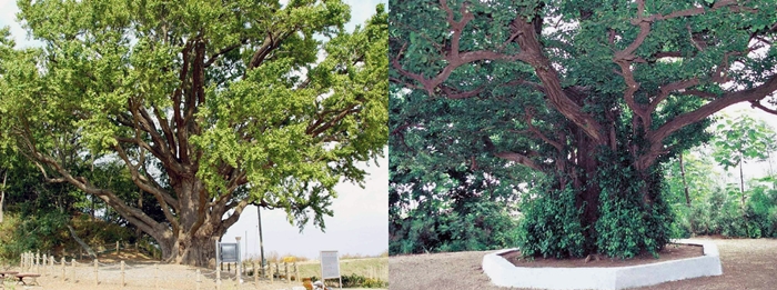 South Korea's Natural Monument No. 304, the Ganghwado ginkgo tree (left), and Natural Monument No. 165 in North Korea, the Yeonan ginkgo tree (right), both stand tall today. (Cultural Heritage Administration)