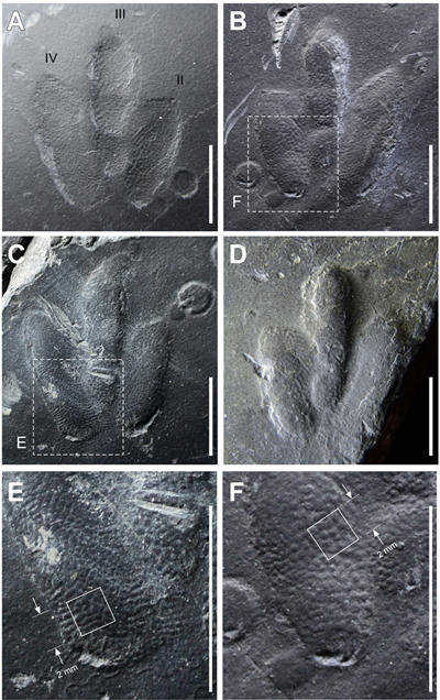 A report, published in Scientific Reports on Feb. 14 shows photos of footprints of a small dinosaur from the order theropod with well-preserved skin traces in Jinju, Gyeongsangnam-do Province. (Scientific Reports)