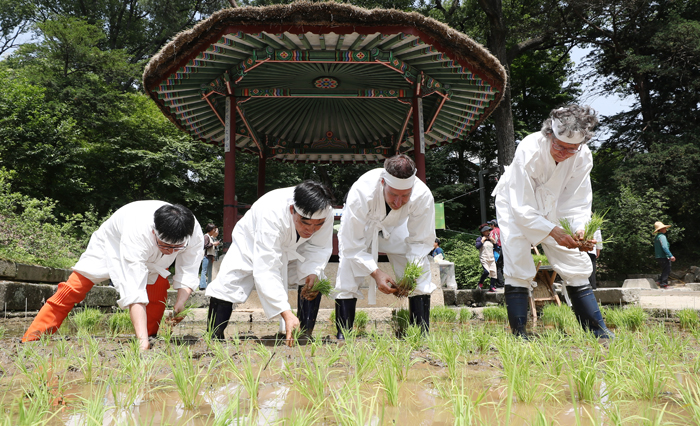 Tourists participate in a traditional rice planting at Changdeokgung Palace in Seoul on June 7.
