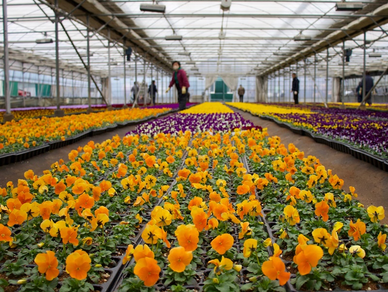 This is the greenhouse of the plant nursery at Agricultural Technology Center of Changwon, Gyeongsangnam-do Province.