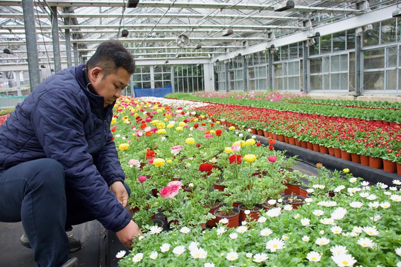 A worker on March 5 checks flowers at a greenhouse in the plant nursery of Jinhae-gu District in Changwon, Gyeongsangnam-do Province. 