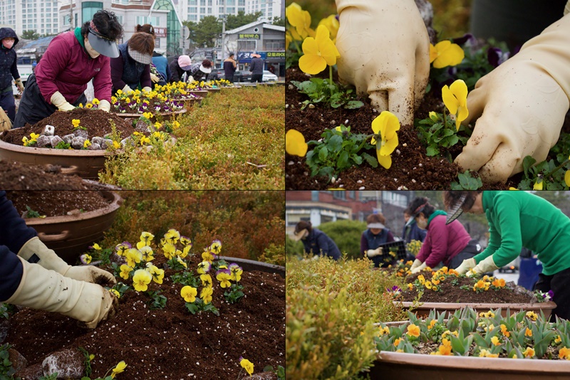 Workers on March 5 plant flowers at Bukwon Rotary in Jinhae-gu District of Chagwon, Gyeongsangnam-do Province.