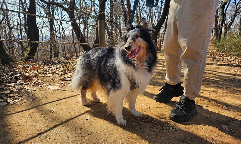A dog with its owner on March 24 is on Bongjaesan Mountain in Seoul's Gangseo-gu District. (Cao Thi Ha) 