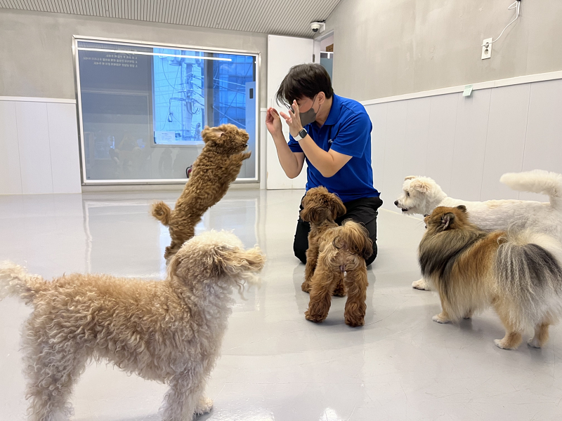 Since 2019, Seoul's Seocho-gu District has offered a pet-sitting service for pet owners when they go on vacation during Seollal (Lunar New Year), Chuseok (Korean Thanksgiving) or summer vacation. (Seocho-gu Office) 