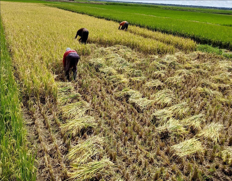 A farm in Uganda shows the harvesting of high-quality Korean rice varieties with high yield. (Ministry of Agriculture, Food and Rural Affairs) 
