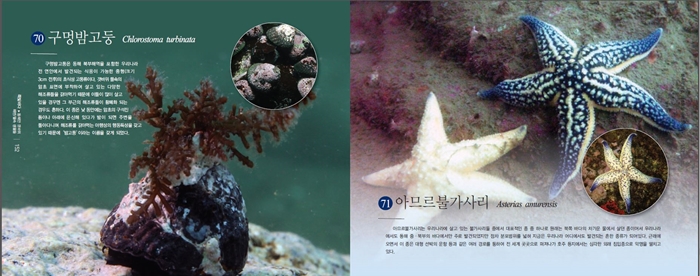 Various kinds of marine invertebrates are shown in the book.